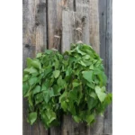 Birch Sauna Whisk 2