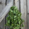 Birch Sauna Whisk