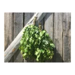Birch Mint Sauna Whisk 2