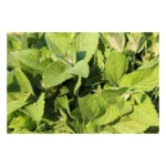 Birch Mint Sauna Whisk 3